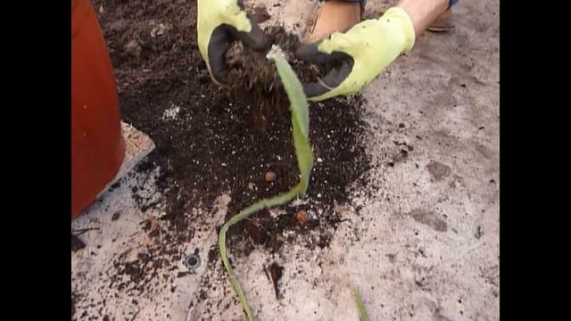 Как вырастить Питахайя или Dragon Fruit смотреть онлайн