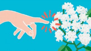 Почему опасен борщевик