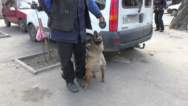 СУПЕР ДРЕССИРОВКА. БЕЛЬГИЙСКАЯ ОВЧАРКА МАЛИНУА. SUPER TRAINING. Belgian Shepherd Malinois. Одесса. смотреть онлайн
