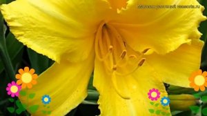 Лилейник гибридный Мери Тодд. Краткий обзор, описание характеристик hemerocallis Mary Todd