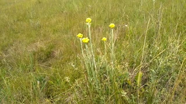 34. БЕССМЕРТНИК: польза и цвет + вкус травяных сборов) смотреть онлайн