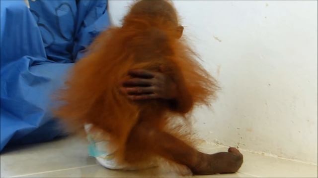 IAR releases distressing video of baby orangutan traumatised by years kept as a pet. смотреть онлайн