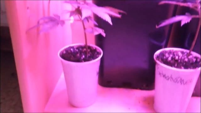 Roleadro Panel Grow Light Series,45W LED Plant Grow Light for growing смотреть онлайн