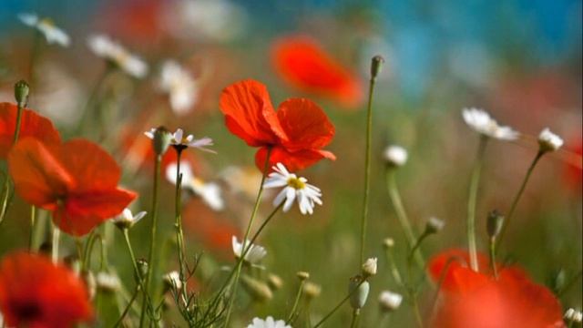 Футаж Летнее великолепие HD смотреть онлайн