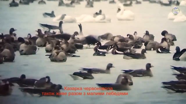 ТУНДРОВИЙ ЛЕБІДЬ В НПП "ТУЗЛІВСЬКІ ЛИМАНИ" смотреть онлайн