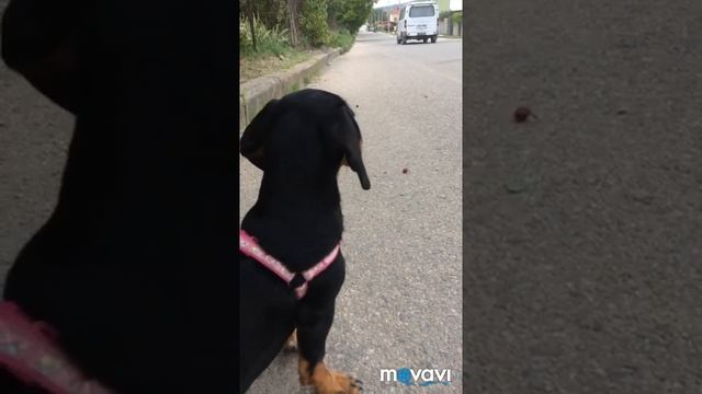 Диана ПРЕВРАТИЛАСЬ В СОБАКУ смотреть онлайн
