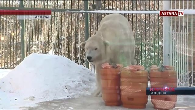 Животные будут содержаться в условиях, максимально приближенных к дикой природе, - зоопарк Алматы смотреть онлайн
