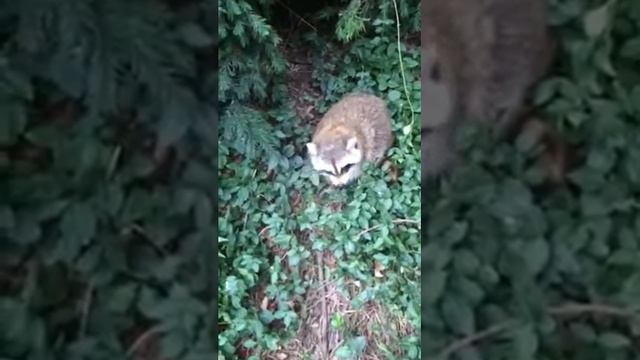 New York. Fat raccoon. Толстый енот в Нью-Йорке))) смотреть онлайн
