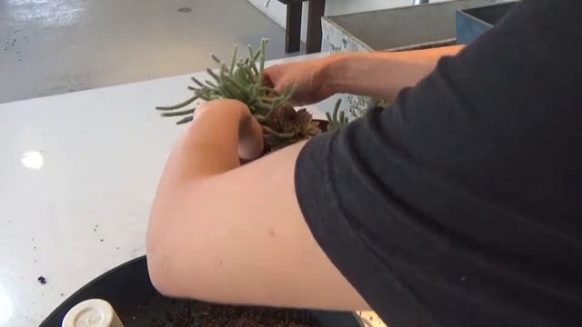 ブリキ缶に植える!!かんたん多肉植物の寄植え　Fall color!! Succulent Arrangement смотреть онлайн