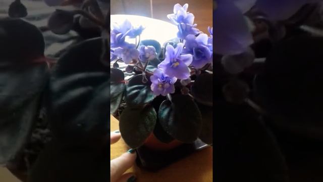 🌸Mini african violet ballet loni 🌸 смотреть онлайн