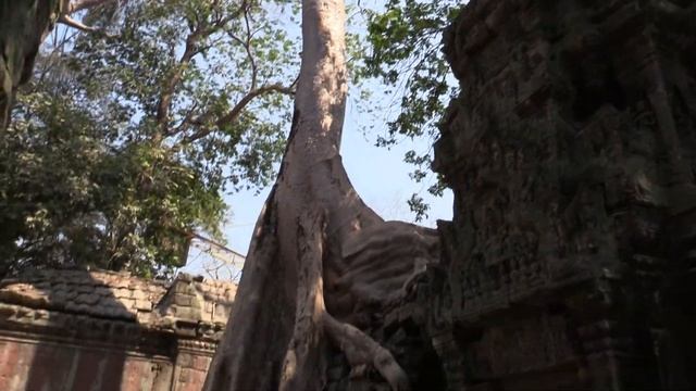 ХРАМ ТА ПРОМ – ХРАМ АНДЖЕЛИНЫ ДЖОЛИ (Angelina Jolie. The Ta Prohm Тemple. Angkor. Cambodia) (4) смотреть онлайн