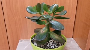 Денежное дерево. Почему листочки мягкие и вялые