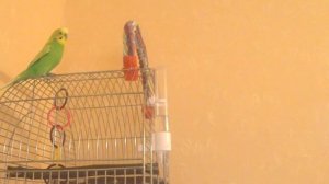 КАК ПОПУГАЙ РАДОСТНО ПОЕТ И ЛЕТАЕТ ▶️ВЕСЕЛОЕ ПЕНИЕ ПОПУГАЯ ▶️ПОЛЕТЫ ПОПУГАЯ ? зеленый попугайчик TV