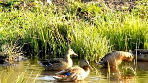 Река речонка милая девчонка