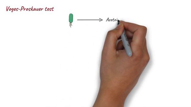 IMViC Tests | Procedure and Principle | Microbiology смотреть онлайн