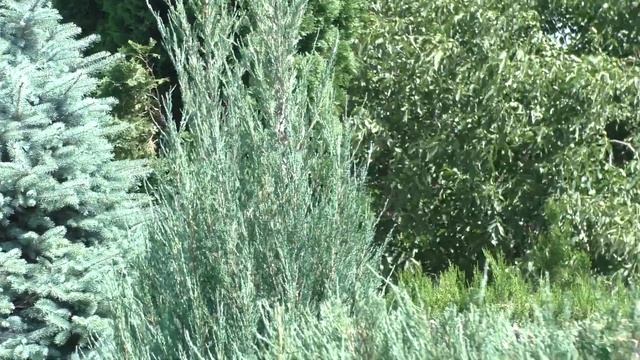 Можжевельник скальный Скайрокет обрезаем,чтобы не погубил ветер,делаем живую изгородь! смотреть онлайн