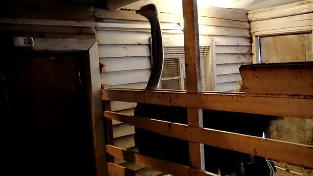 В зоопарке Масарского подворья есть страус!!! смотреть онлайн