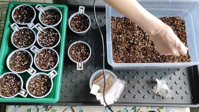 ? АДЕНИУМ ? Посев семян на подвои и немного махровых ? #адениум #bonsai #adenium