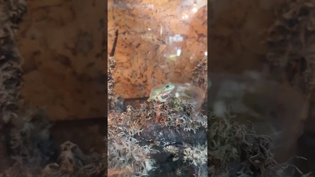 Голубая австралийская квакша смотреть онлайн