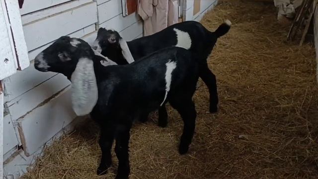 Парни в продаже. Красноярск. 8 950 424 37 38 смотреть онлайн