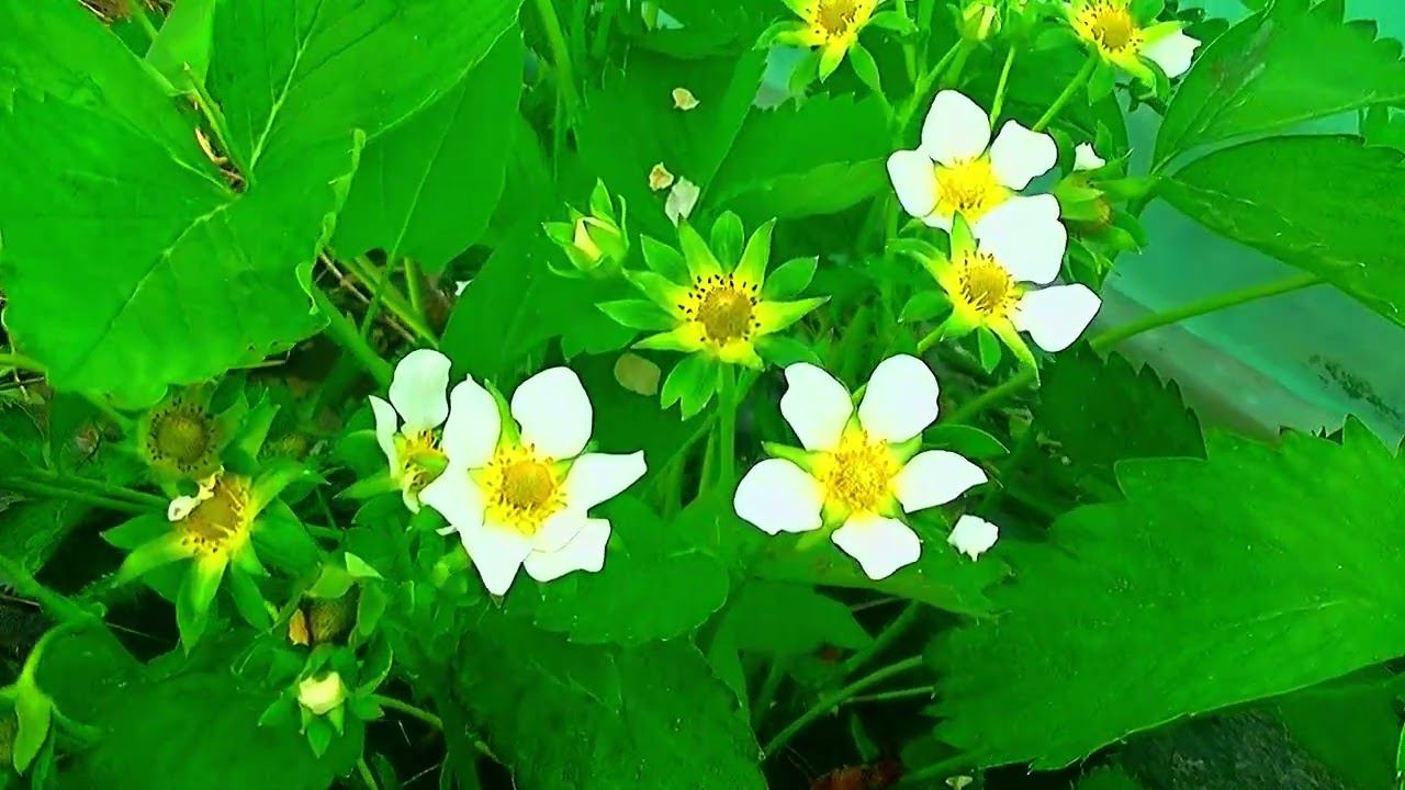 #выращиваниеклубники. #агротехника #огород #клубника #дача смотреть онлайн