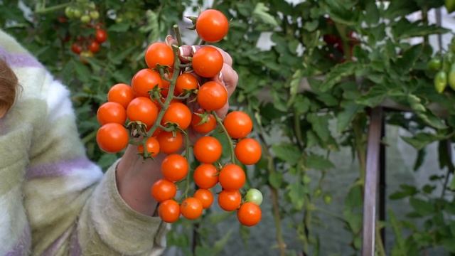 Чем заправить грядки под томаты и огурцы смотреть онлайн