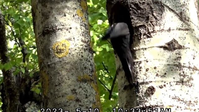 #прямой _ эфир релакс Удивительные птицы Мира Черный дятел как выглядит? жизнь дятлов