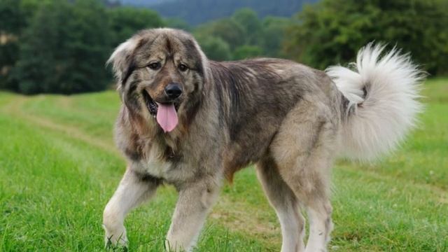 ТОП 5 самых больших пород собак в мире смотреть онлайн