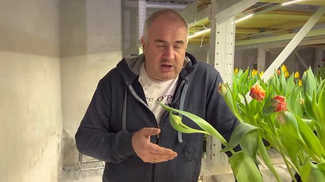 Поставка луковиц тюльпанов и лилий. Новый Сезон 2022-2023. Обзор цветочного рынка. смотреть онлайн
