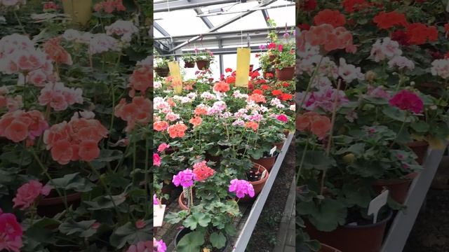 ГЕРАНЬ Ботанический сад Оранжерея Беларусь Коллекция МИНСК / Belarus MINSK Botanical garden GERANIU смотреть онлайн