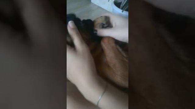 Собачка флоки