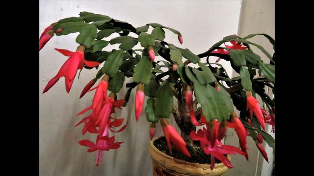 Schlumbergera truncata 2017 смотреть онлайн