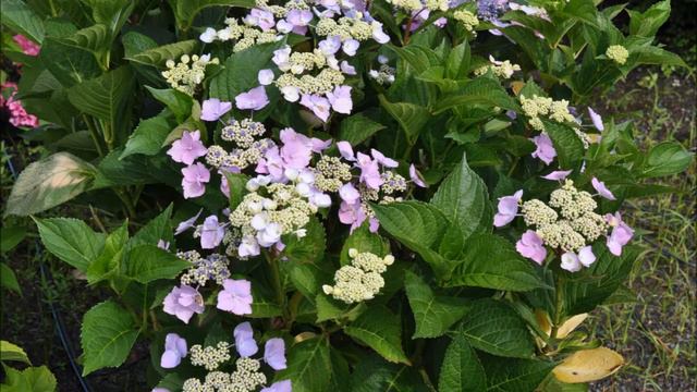 blue cassell hydrangea смотреть онлайн