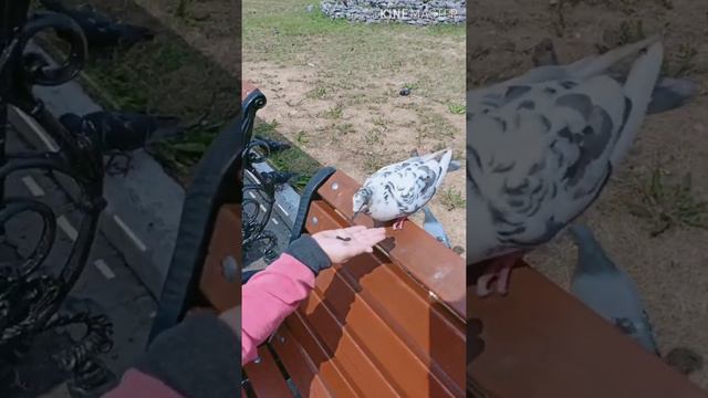 Наша прогулка Североуральск смотреть онлайн