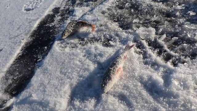 Рубрика МЧС. Саратов 24. 20.01.2023 смотреть онлайн