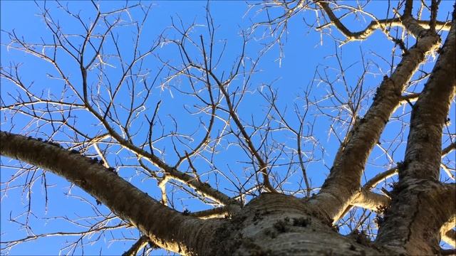 Sweet Chestnut (Castanea sativa) - canopy - January 2018 смотреть онлайн