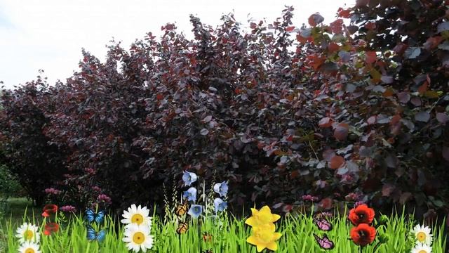 Лещина обыкновенная Пурпуреа ? Обзор: посадка и уход. крупномеры лещины: описание и особенности смотреть онлайн