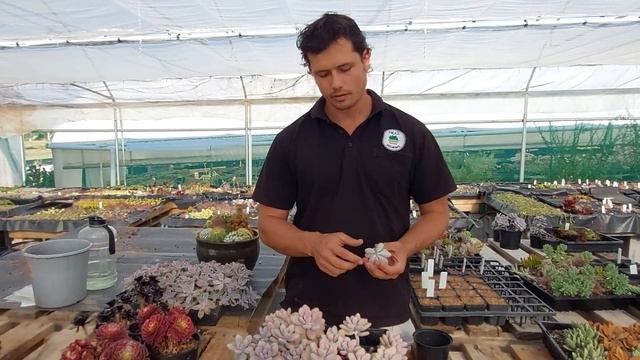 Graptopetalum amethystinum - Lavender Pebbles Care ??? смотреть онлайн