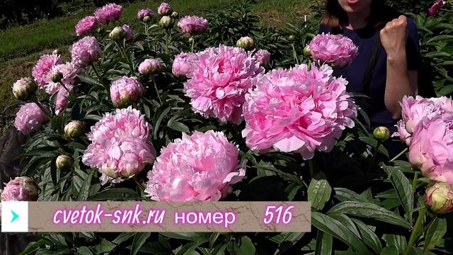 ENSIGN MORIARTY - огромный розово-сиреневый пион / Сад Ворошиловой смотреть онлайн
