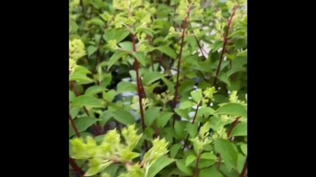 When to plant Hydrangea Paniculata смотреть онлайн
