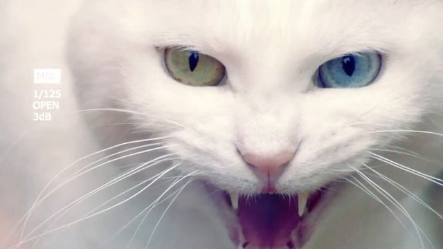 Звуки животных Рычание для монтажа смотреть онлайн