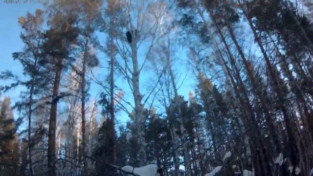 Охота на куницу с РЕЛ