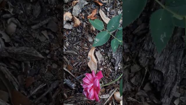 Louis Philippe Rose смотреть онлайн