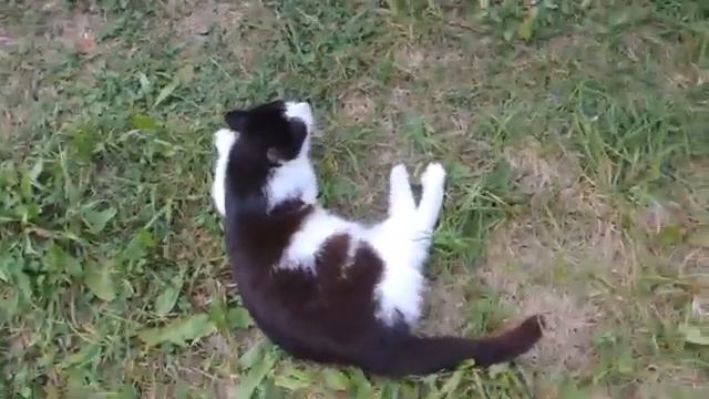 приколы про котов , коту дали валерьянку , просто так смотреть онлайн
