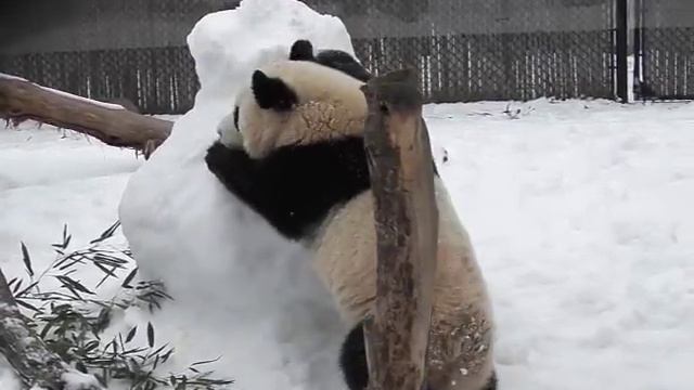 Toronto Zoo Panda Family Plays With Snowman смотреть онлайн