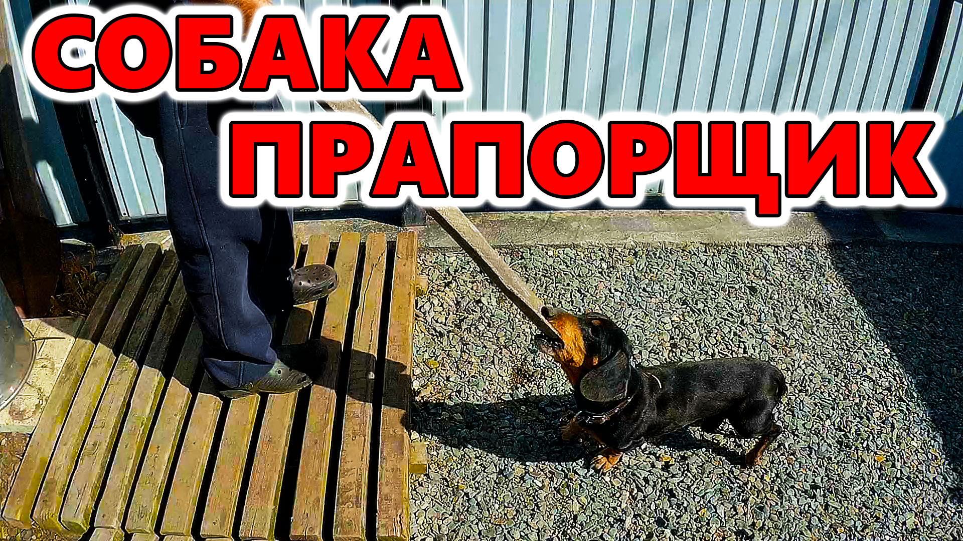 Собака строитель. Собака прапорщик. Такса. смотреть онлайн