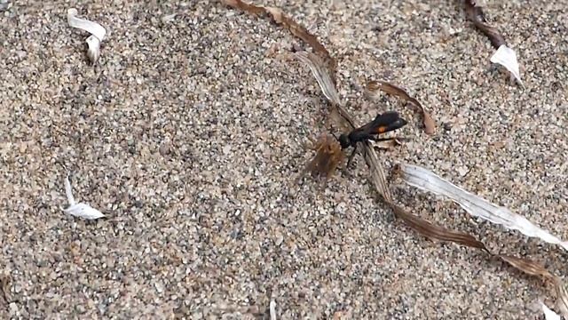 Spider Wasp (POMPILIDAE: Anoplius ) with prey смотреть онлайн