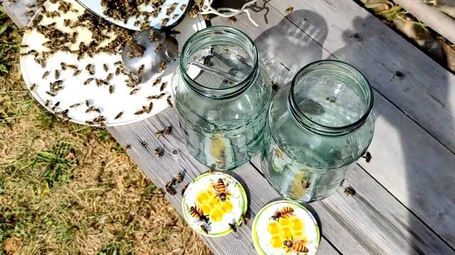 Как получить БЕСПЛАТНЫЙ МЁД, не имея пасеки #70 смотреть онлайн