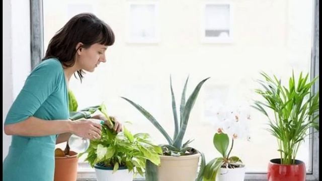 Комнатные растения защищают от простуды и гриппа смотреть онлайн