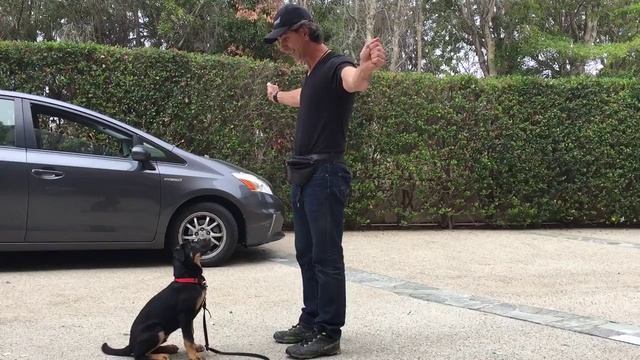 Puppy Training - The Light Switch Game, Getting Your Puppy to Look - Dog Training Video смотреть онлайн